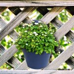 4822 Hanging Planter Pot used for storing and holding plants and flowers in it and this is widely used in in all kinds of gardening and household places etc.